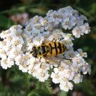 Totenkopf-Schwebfliege (Myathropa florea)