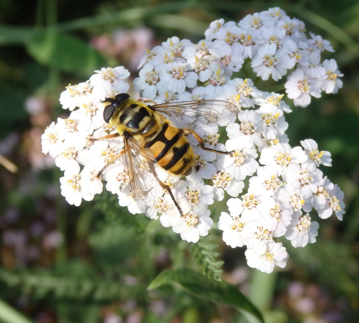 Totenkopf-Schwebfliege (Myathropa florea)