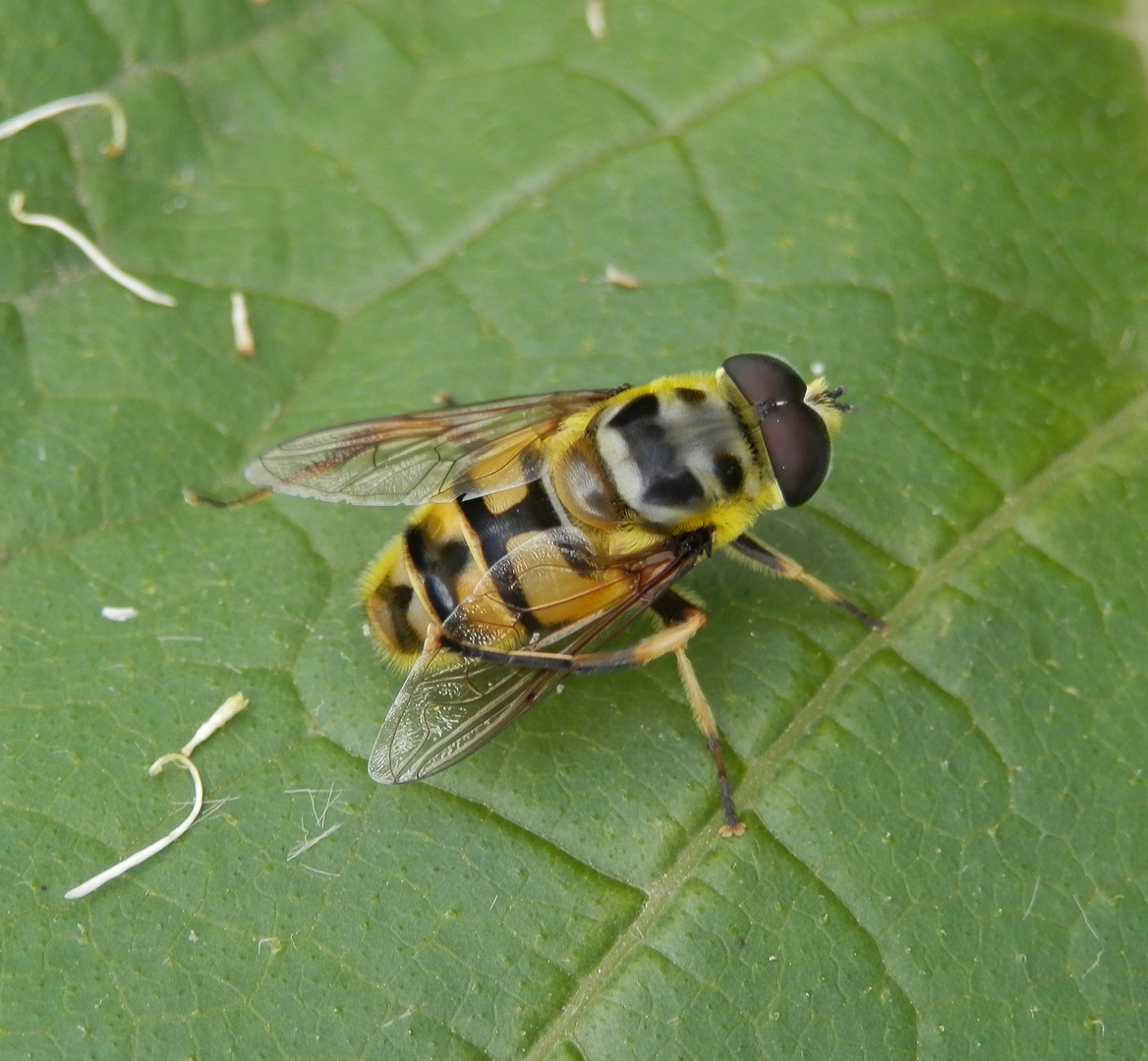 Totenkopf-Schwebfliege (Myathropa florea) - Männchen