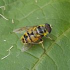 Totenkopf-Schwebfliege (Myathropa florea) - Männchen