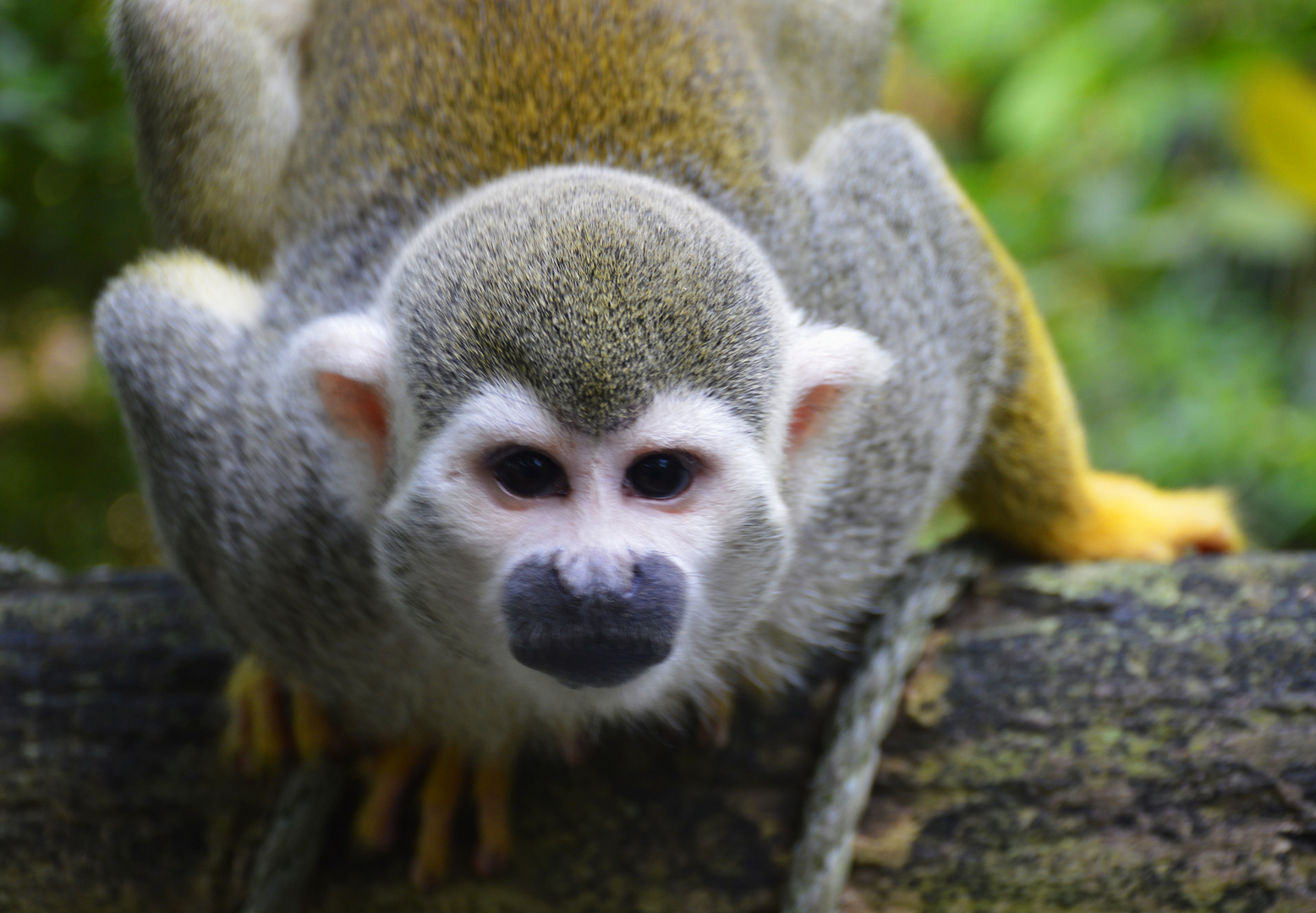 Totenkopfäffchen  Herr Nielson neulich im Leipziger Zoo ...