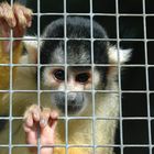 Totenkopfäffchen hinter Gittern