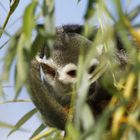 Totenkopfäffchen im Bambus