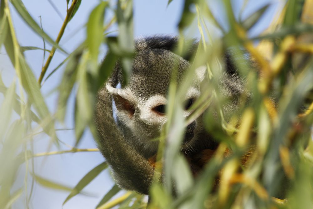 Totenkopfäffchen im Bambus