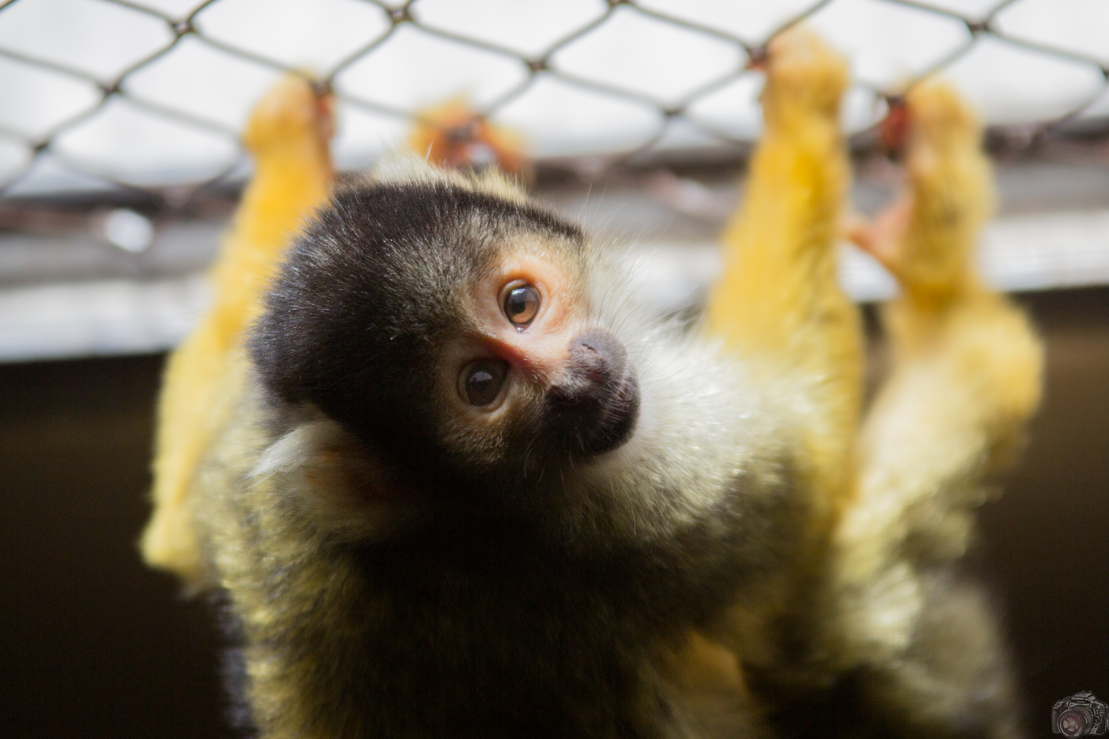 Totenkopfäffchen im Karlsruher Zoo