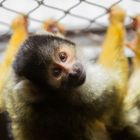 Totenkopfäffchen im Karlsruher Zoo