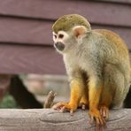 Totenkopfäffchen im Shanghaier Zoo