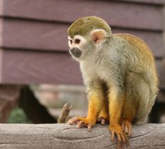 Totenkopfäffchen im Shanghaier Zoo