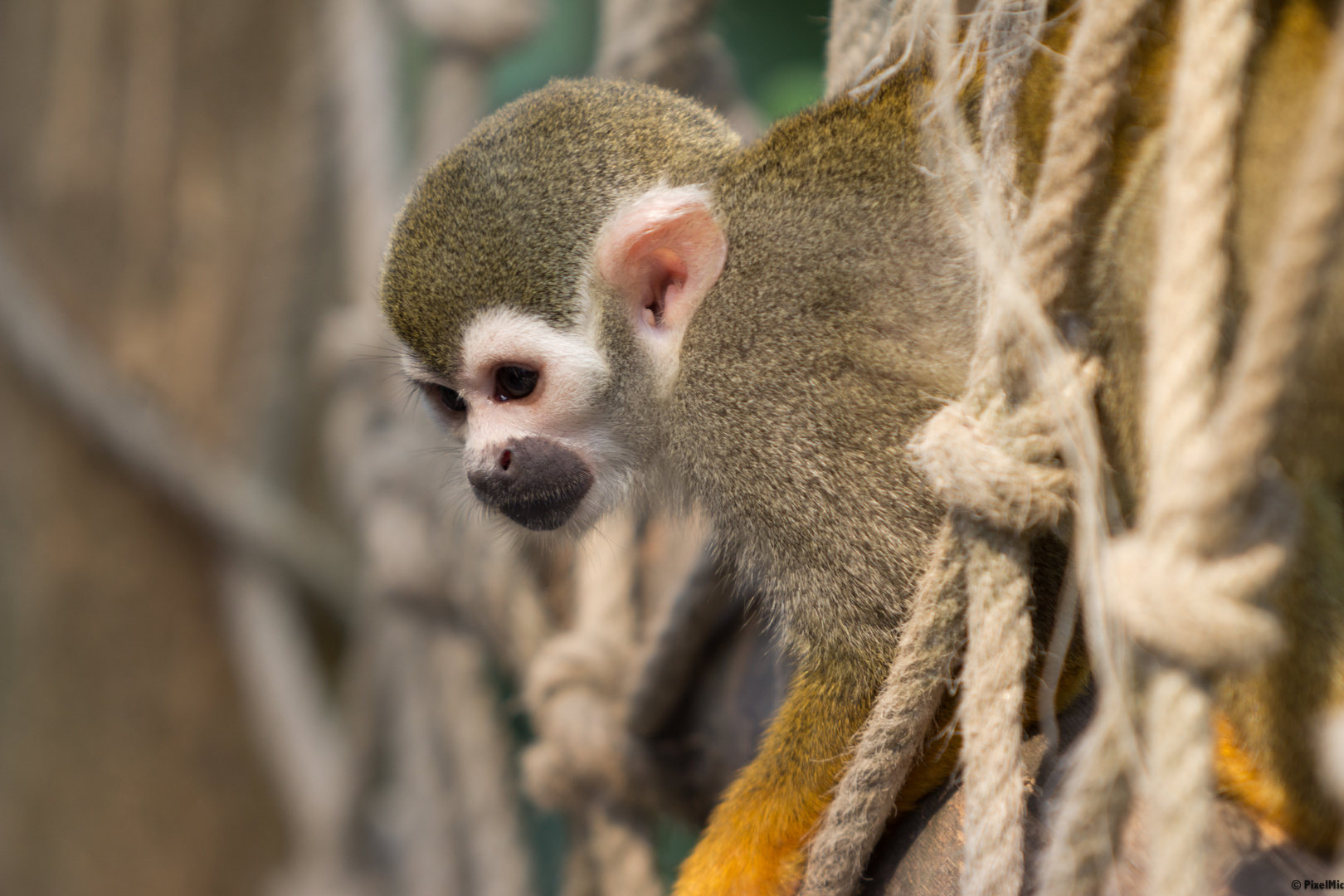 Totenkopfäffchen im Zoo Leipzig