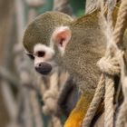 Totenkopfäffchen im Zoo Leipzig