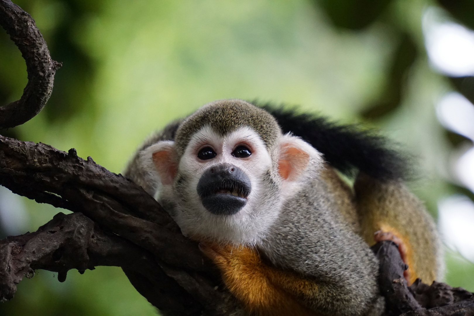 Totenkopfäffchen im Zoo Leipzig