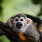 Totenkopfäffchen im Zoo Leipzig