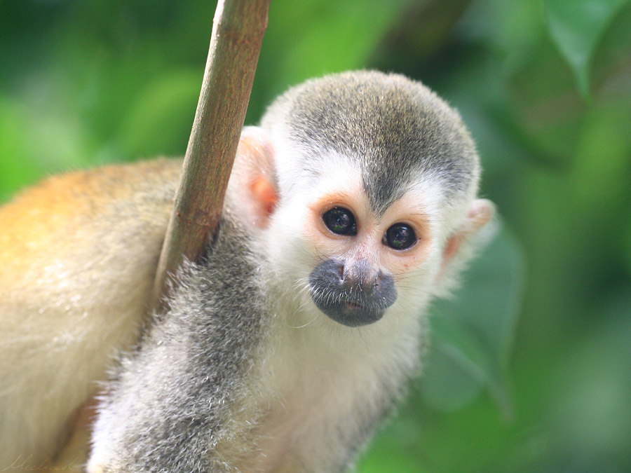 Totenkopfäffchen in Manuel Antonio - Costa Rica