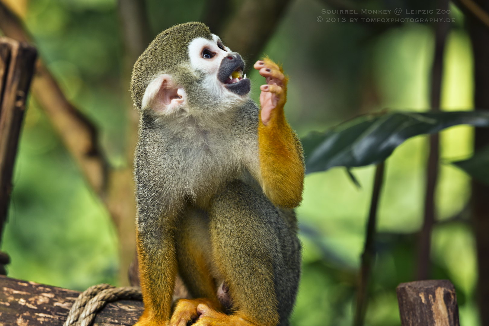 Totenkopfäffchen (Squirrel Monkey) beim Essen