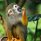 Totenkopfäffchen (Squirrel Monkey) beim Essen