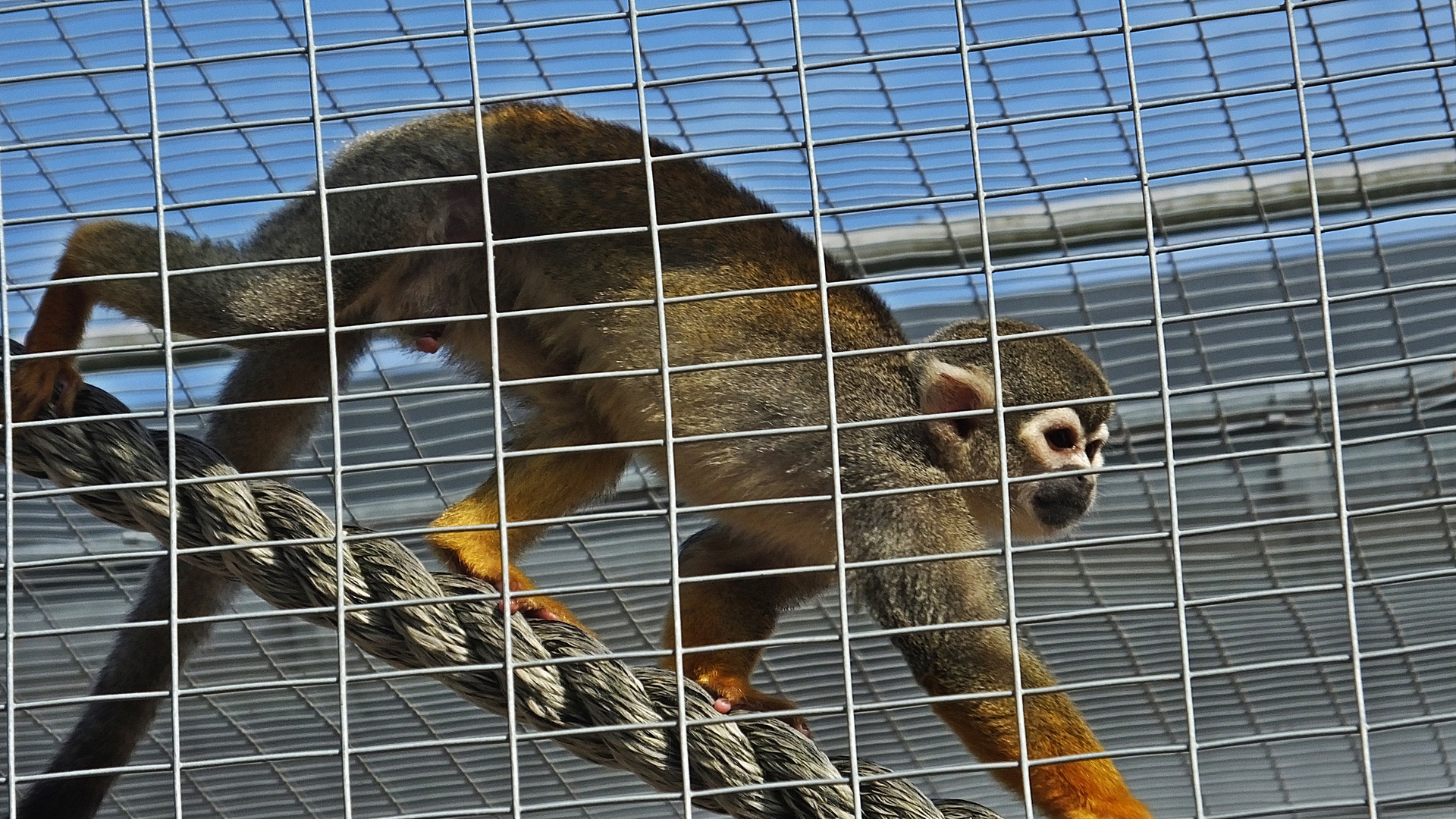 Totenkopfäffchen  -  squirrel monkey  (Saimiri sciureus) 