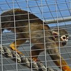 Totenkopfäffchen  -  squirrel monkey  (Saimiri sciureus) 