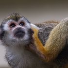 Totenkopfäffchen - Squirrel monkey (Saimiri sciureus)