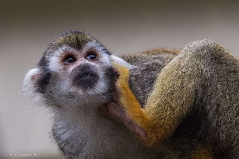 Totenkopfäffchen - Squirrel monkey (Saimiri sciureus)