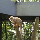 Totenkopfaffe im Safaripark Hodenhagen