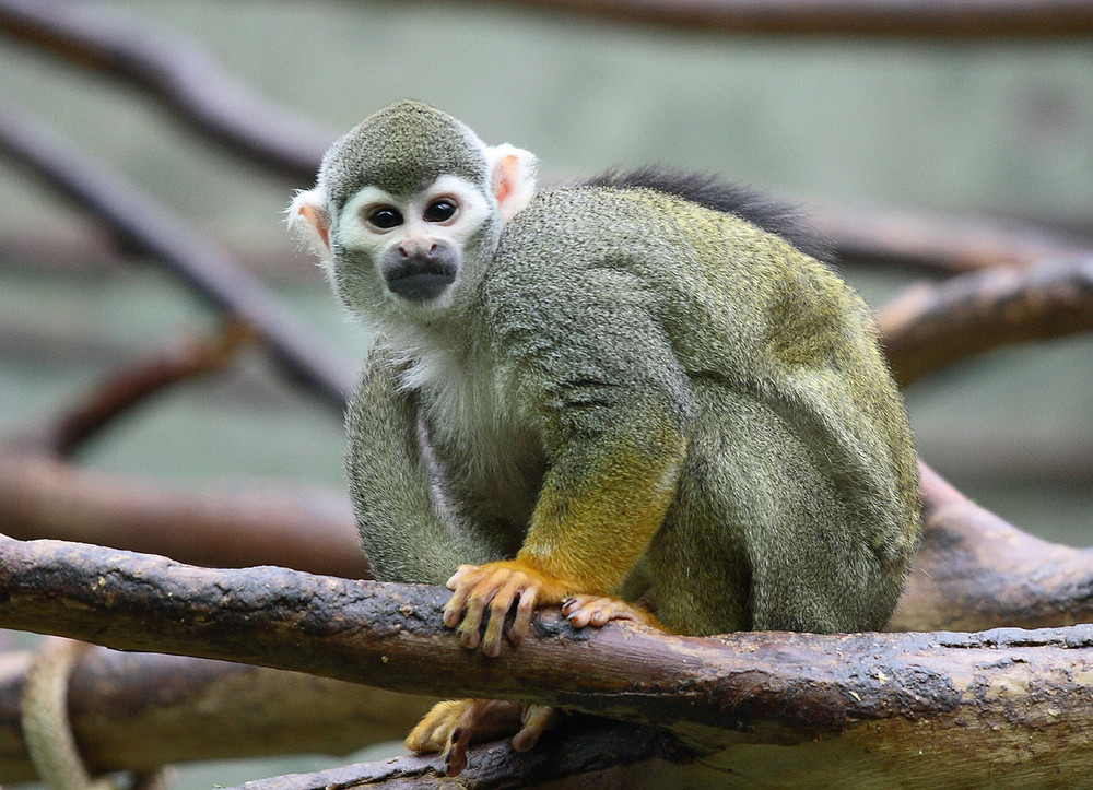 Totenkopfaffe, Tierpark Hellabrunn