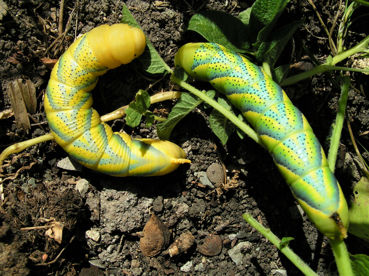 Totenkopfraupe (Acherontea atropos)