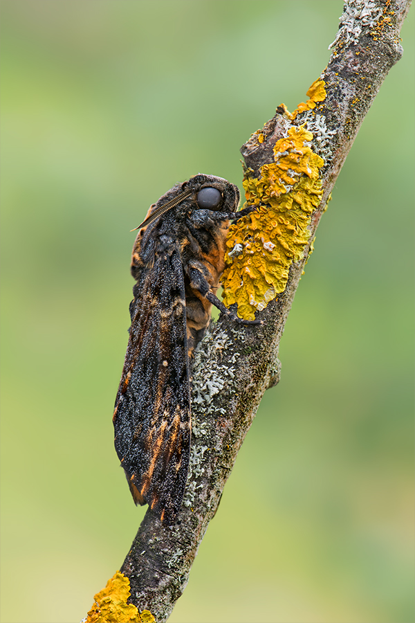 Totenkopfschwärmer