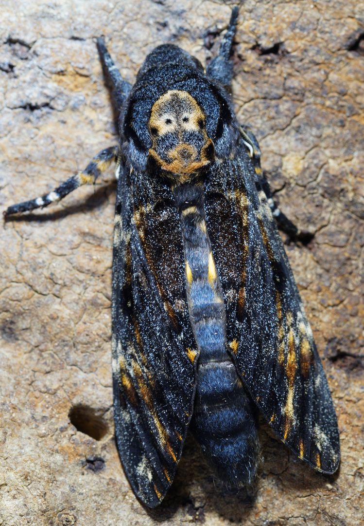 Totenkopfschwärmer (Acherontia atropos)