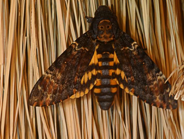 Totenkopfschwärmer  (Acherontia atropos)