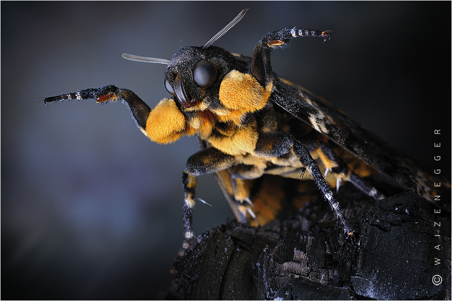 Totenkopfschwärmer (Acherontia atropos)