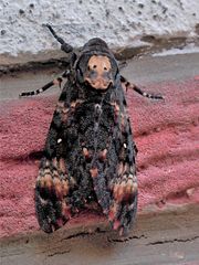 Totenkopfschwärmer (Acherontia atropos) 