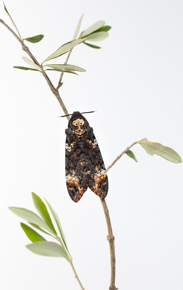 Totenkopfschwärmer (Acherontia atropos)