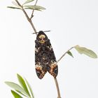 Totenkopfschwärmer (Acherontia atropos)