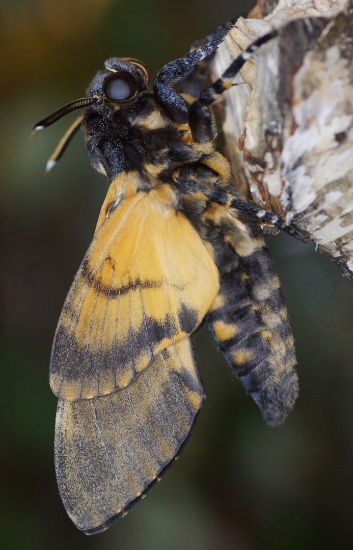 Totenkopfschwärmer (Acherontia atropos)