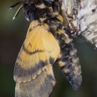 Totenkopfschwärmer (Acherontia atropos)