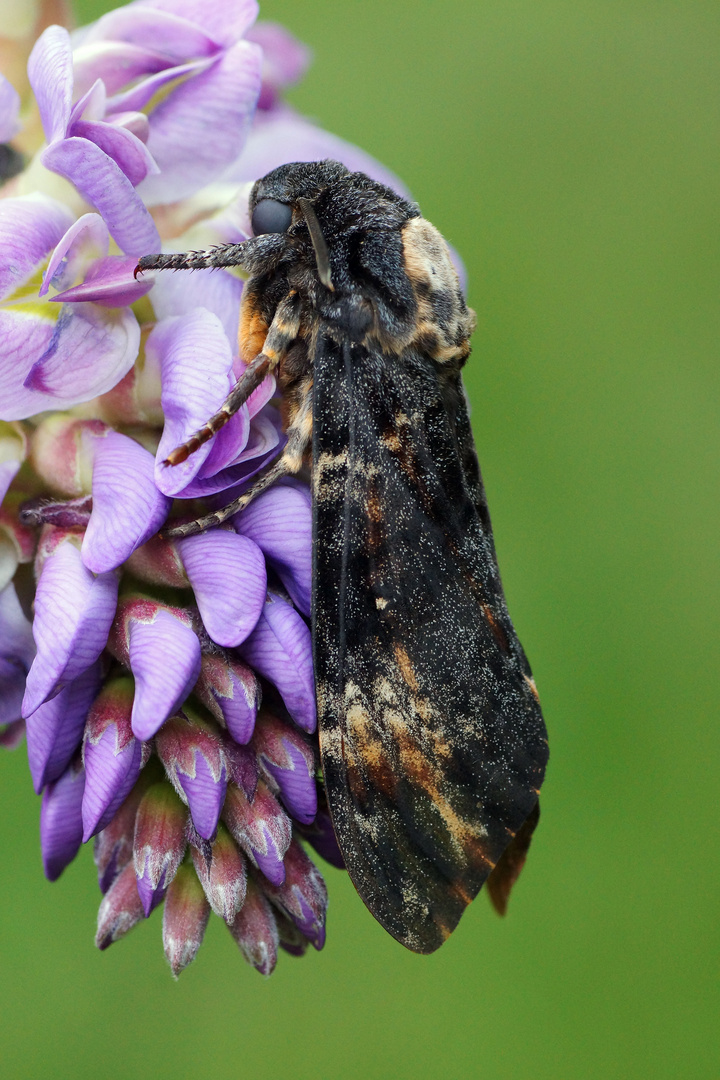 Totenkopfschwärmer (Acherontia atropos)