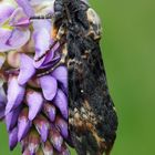 Totenkopfschwärmer (Acherontia atropos)