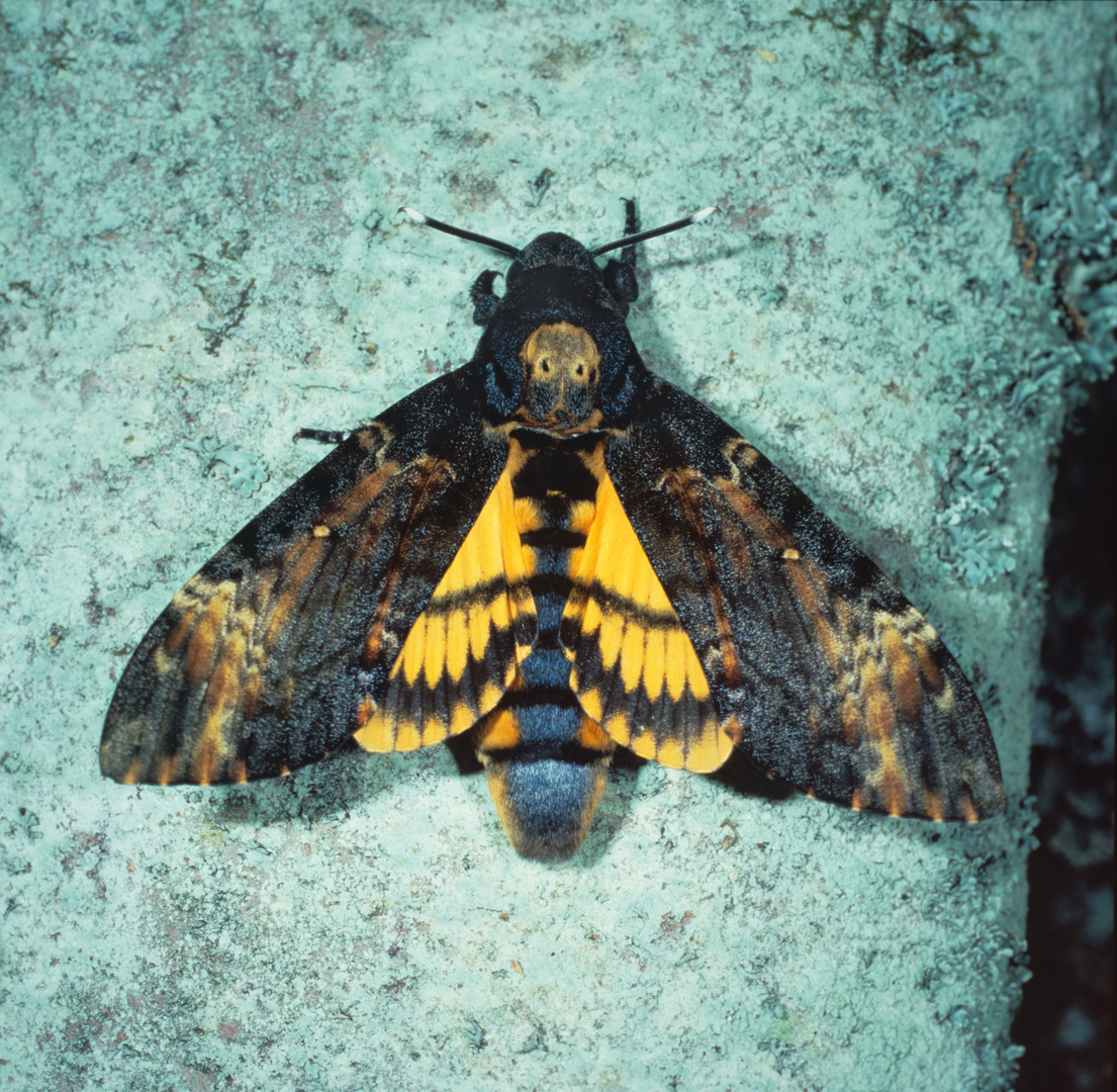 Totenkopfschwärmer, Acherontia atropos, Death's-head hawk-moth