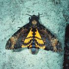 Totenkopfschwärmer, Acherontia atropos, Death's-head hawk-moth