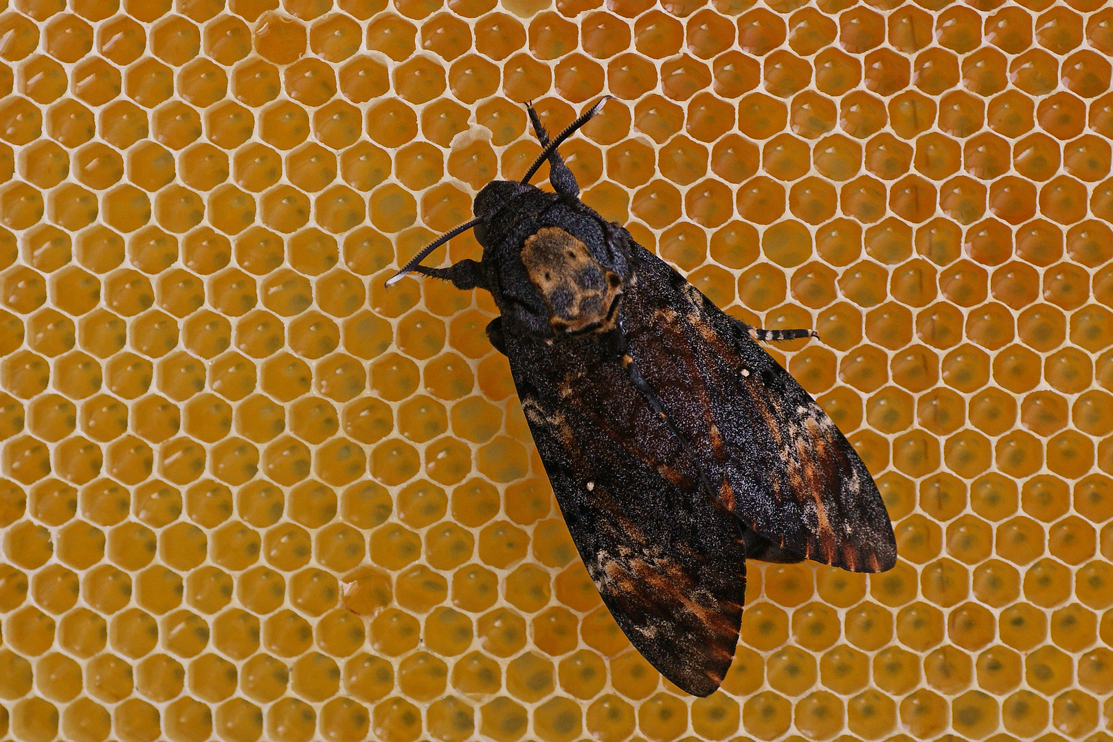 Totenkopfschwärmer (Acherontia atropos), Männchen