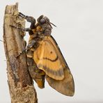 Totenkopfschwärmer (Acherontia atropos) - Weibchen