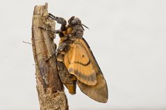 Totenkopfschwärmer (Acherontia atropos) - Weibchen