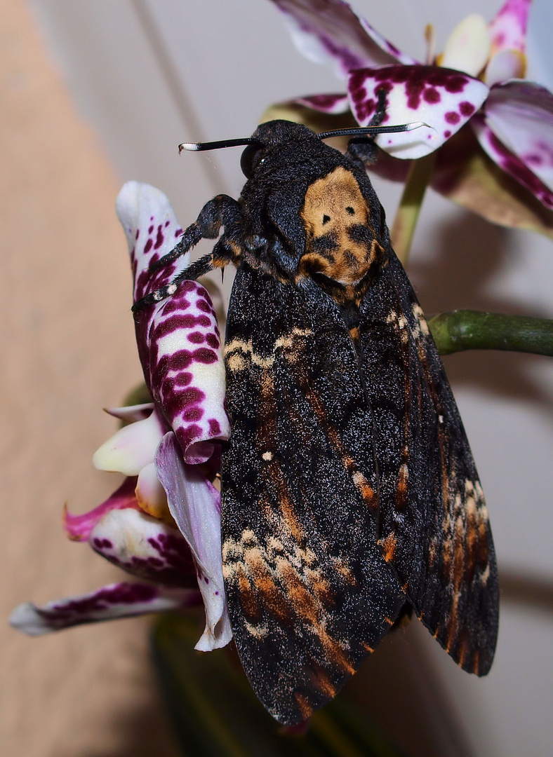 Totenkopfschwärmer auf Orchidee....