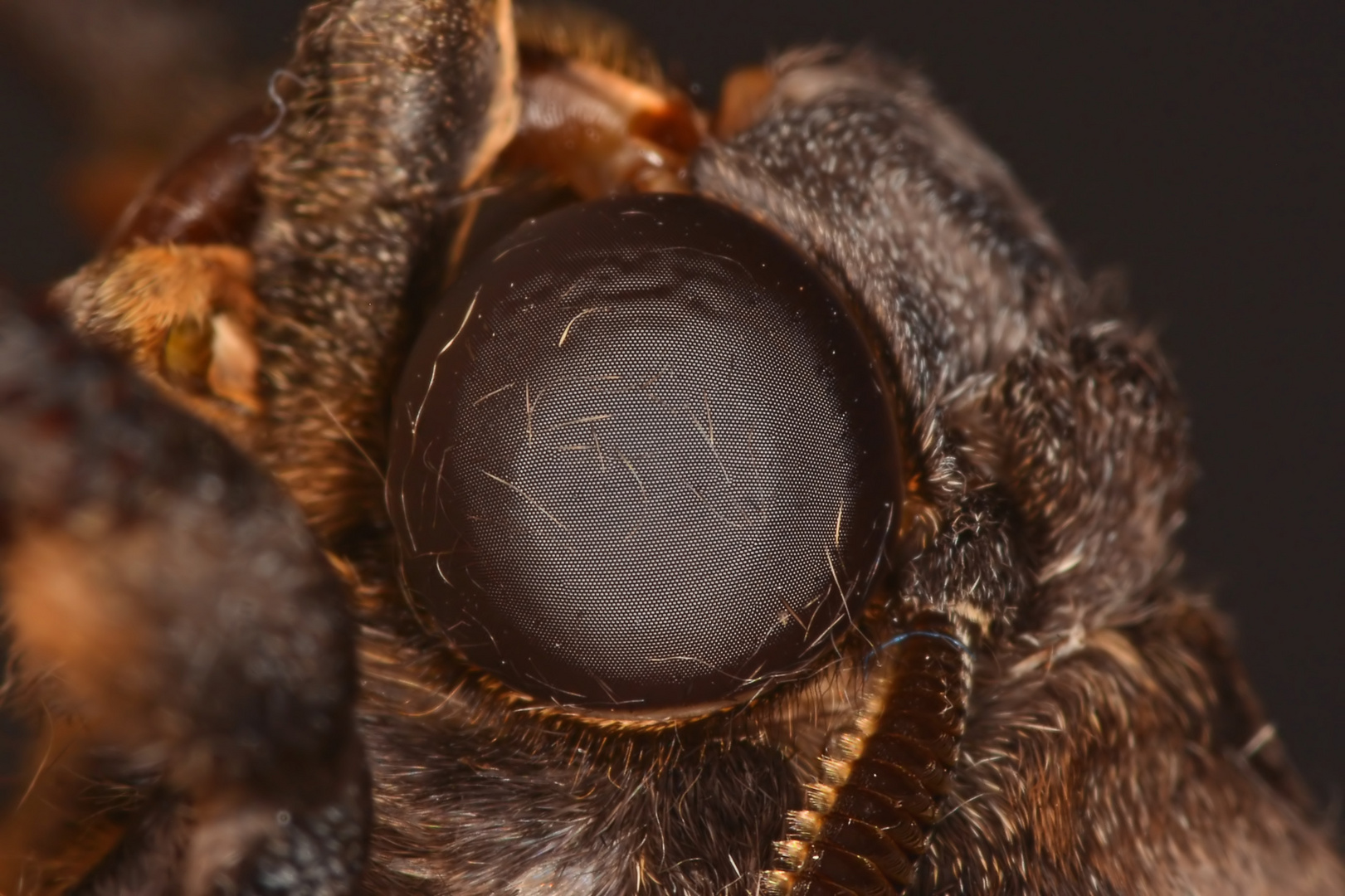 Totenkopfschwärmer Auge