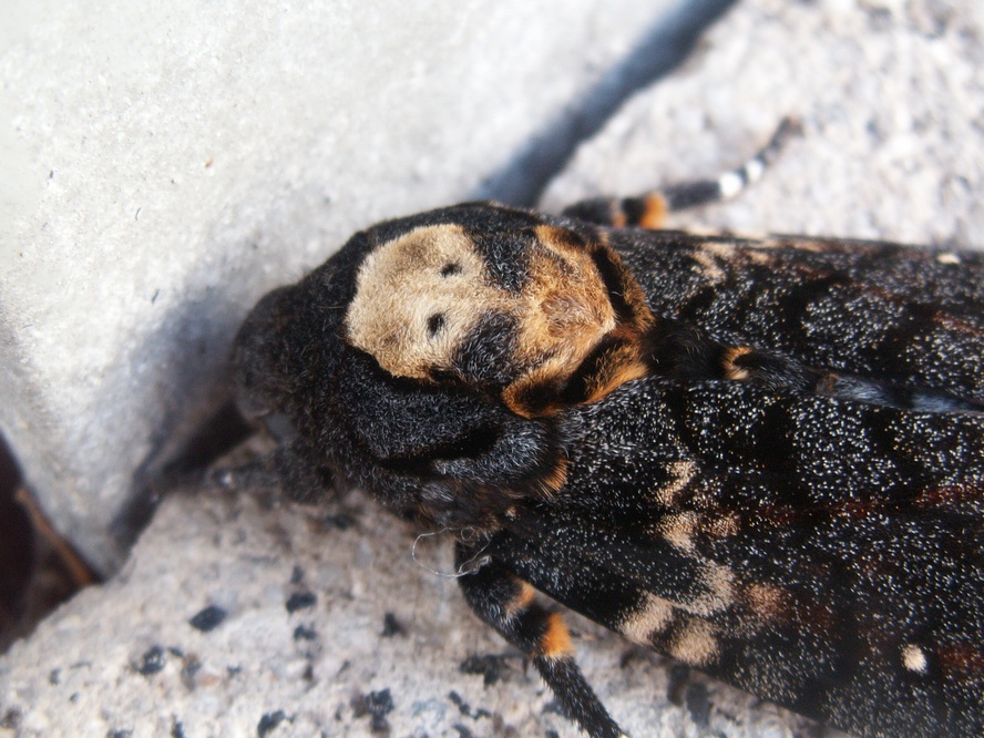 Totenkopfschwärmer Detail