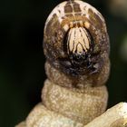 Totenkopfschwärmer Raupe ...die andere Farbvariante...