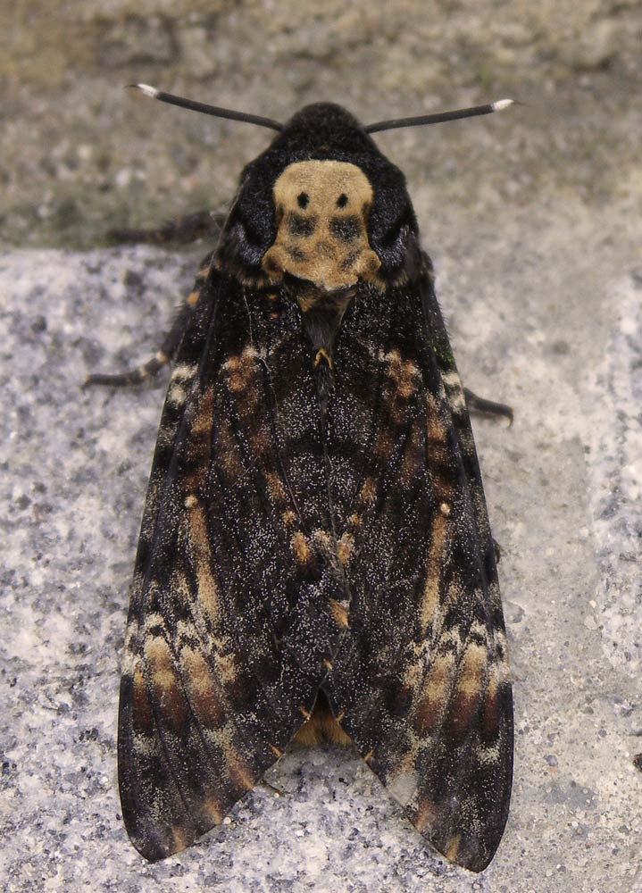 Totenkopfschwärmer - wo hat er nur diesen Namen her?