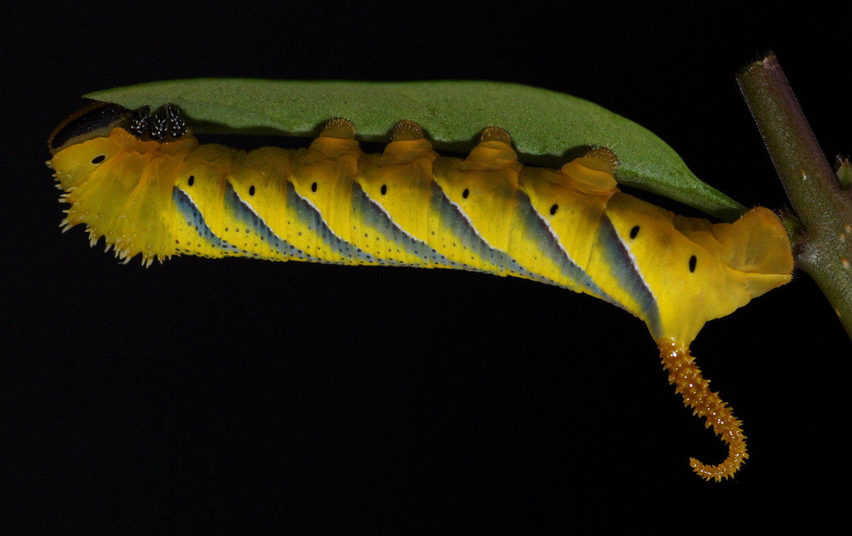 Totenkopfschwärmerraupe (Acherontia atropos) 