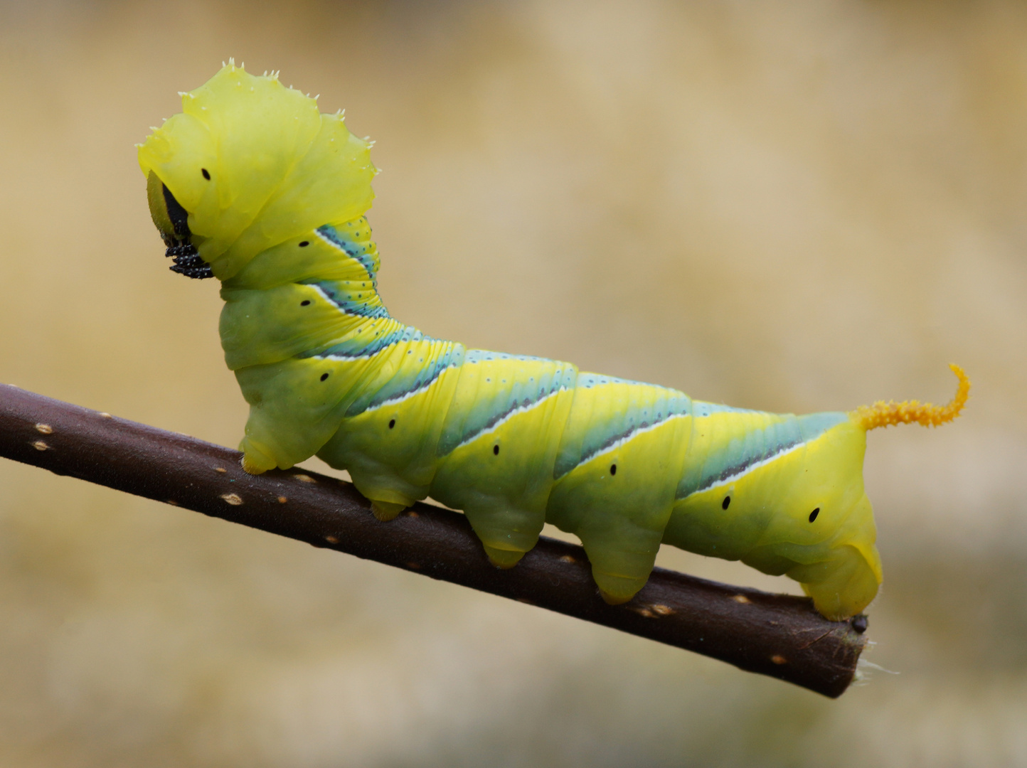 Totenkopfschwärmerraupe (Acherontia atropos)