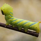 Totenkopfschwärmerraupe (Acherontia atropos)